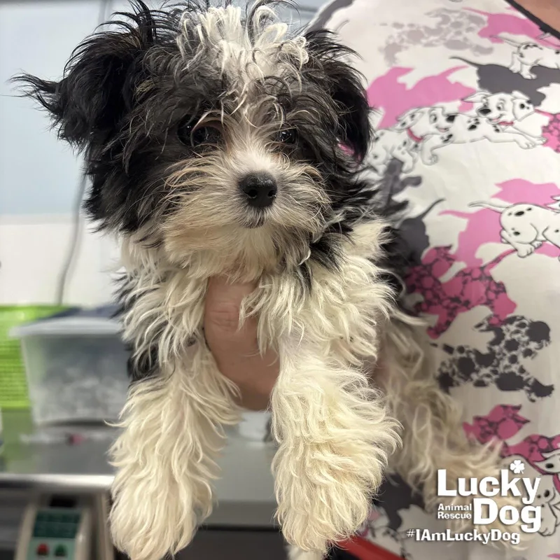 Mouse