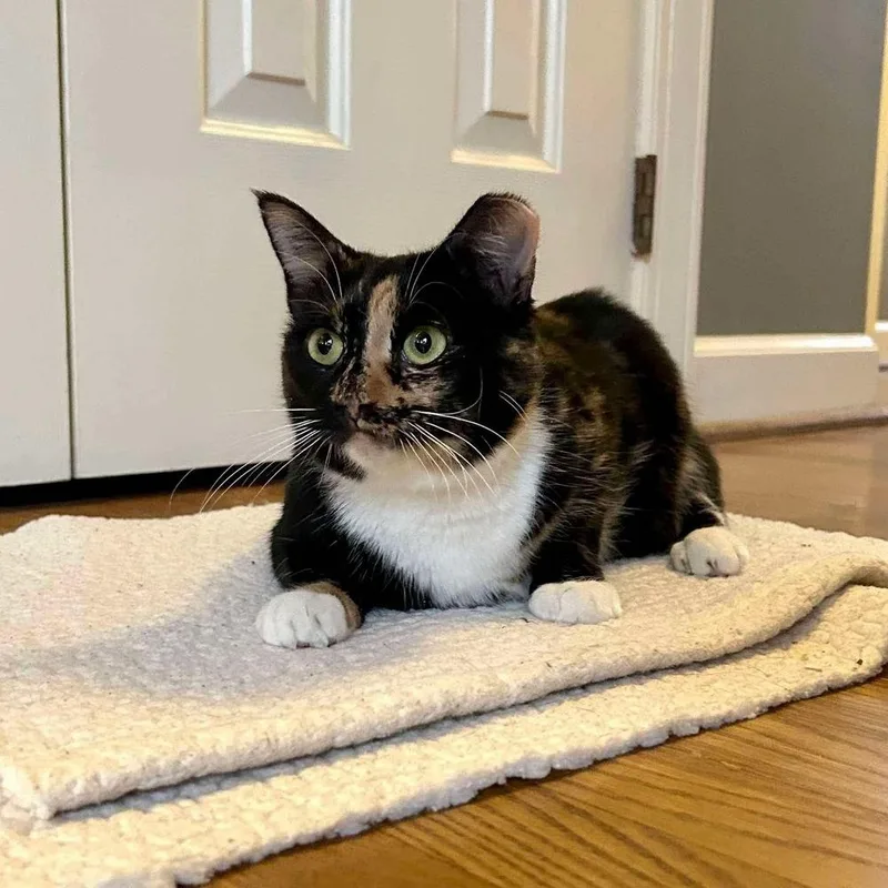 Magnolia thumbnail 2