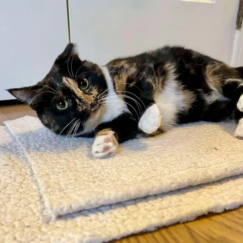 Magnolia thumbnail 3