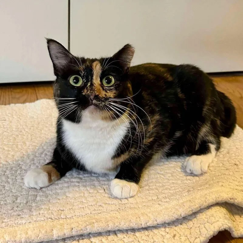 Magnolia thumbnail 4