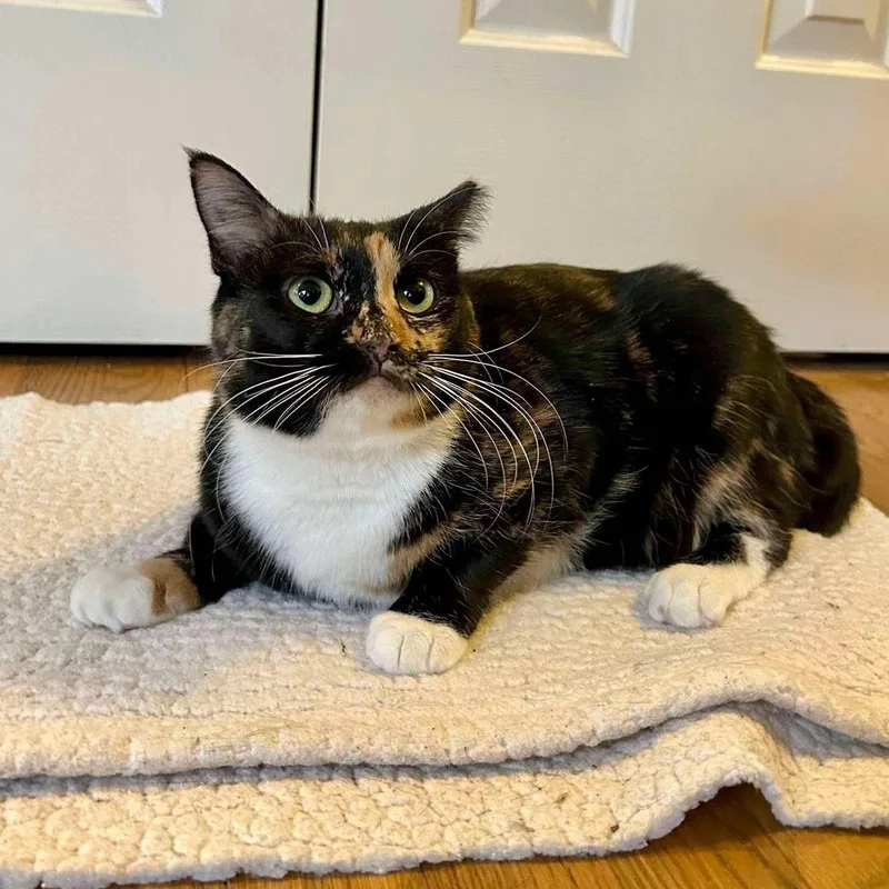 Magnolia thumbnail 5