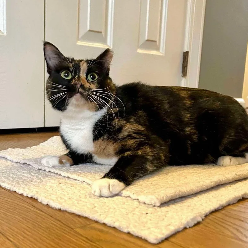 Magnolia thumbnail 6