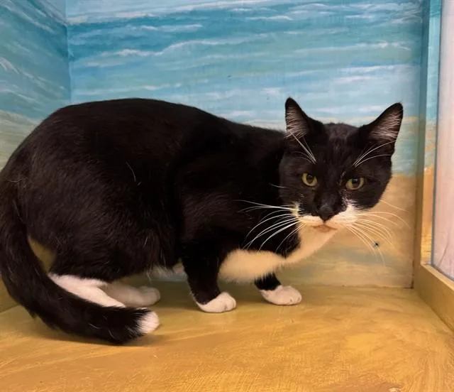 An adult medium-sized male Domestic Short Hair cat named Tux for adoption in Agoura, CA
