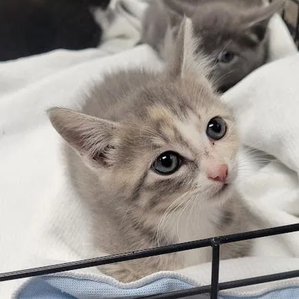 A baby small-sized female Gray / Blue / Silver Domestic Short Hair cat named Mare for adoption in Grand Island, NE