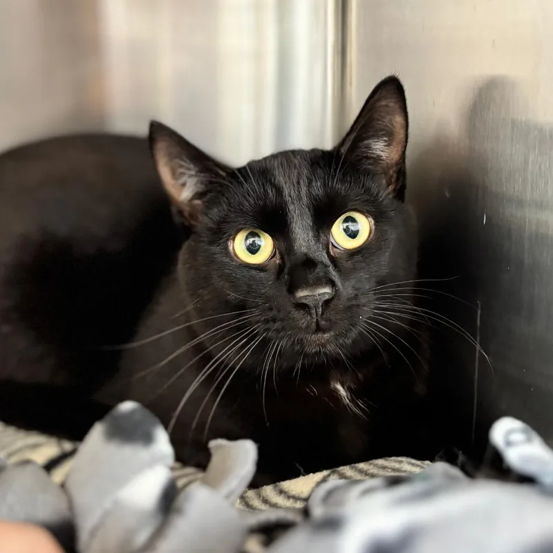 A young large-sized male Black Domestic Short Hair cat named Bilbo Baggins for adoption in Nashville, IN