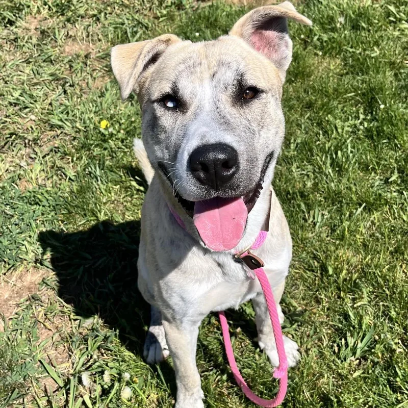 A young large-sized male Brindle Mixed Breed dog named Matrix for adoption in Spokane, WA
