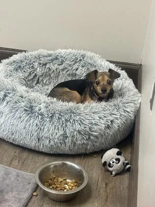 Koda