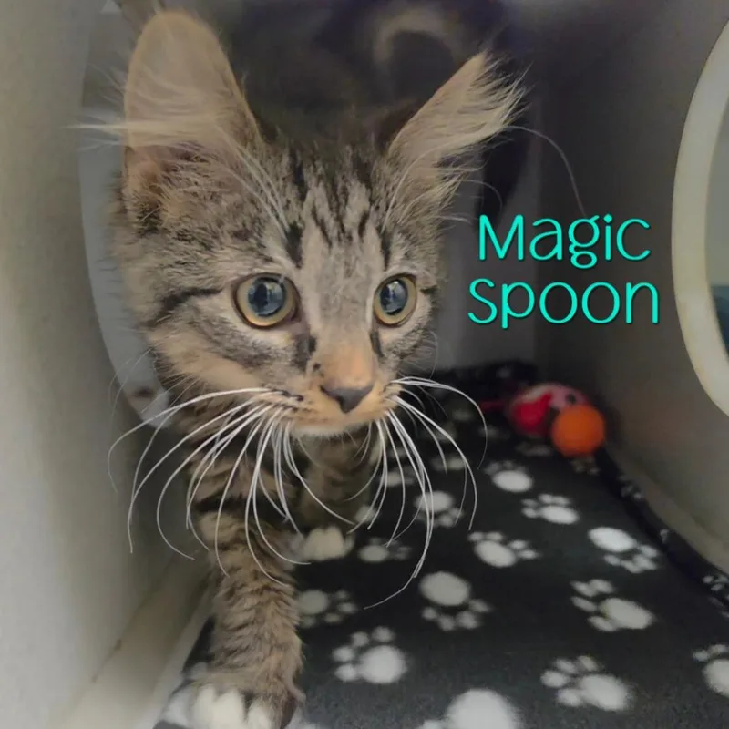 Magic Spoon