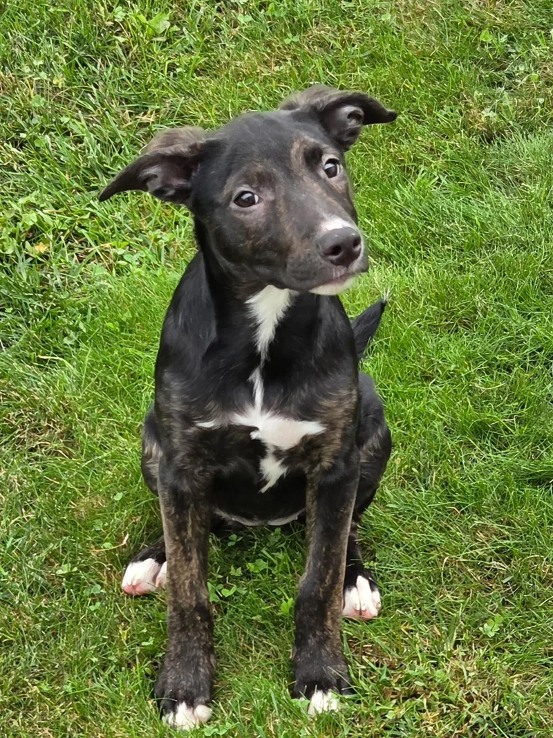 A baby small-sized female Labrador Retriever dog named Candy Litter: Godiva for adoption in Berwick, PA