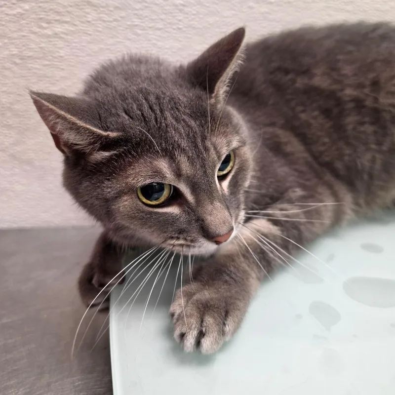 A senior medium-sized male Gray / Blue / Silver Domestic Short Hair cat named Rory for adoption in Albuquerque, NM