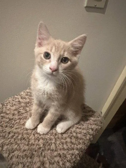 A baby medium-sized male Domestic Short Hair cat named Ruffy for adoption in Candler, NC