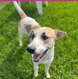 A young medium-sized female White / Cream Foxhound dog named Teeka for adoption in Sudbury, MA