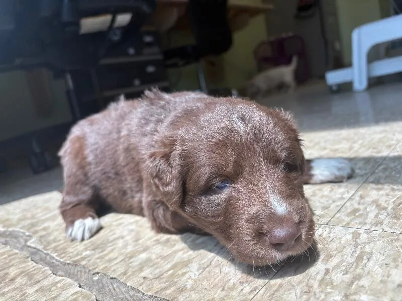 A young medium-sized female Brown / Chocolate Mixed Breed dog named Hazel for adoption in Warren, PA