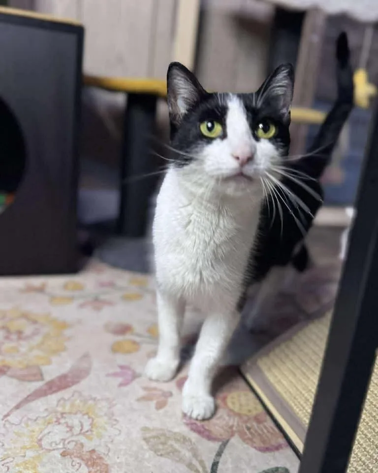 A young medium-sized female Black & White / Tuxedo Domestic Short Hair cat named Sushi for adoption in Davison, MI