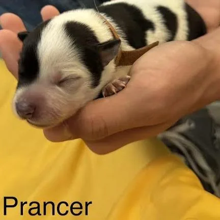 A baby small-sized female White / Cream Australian Cattle Dog / Blue Heeler named Prancer for adoption in Lynchburg, VA