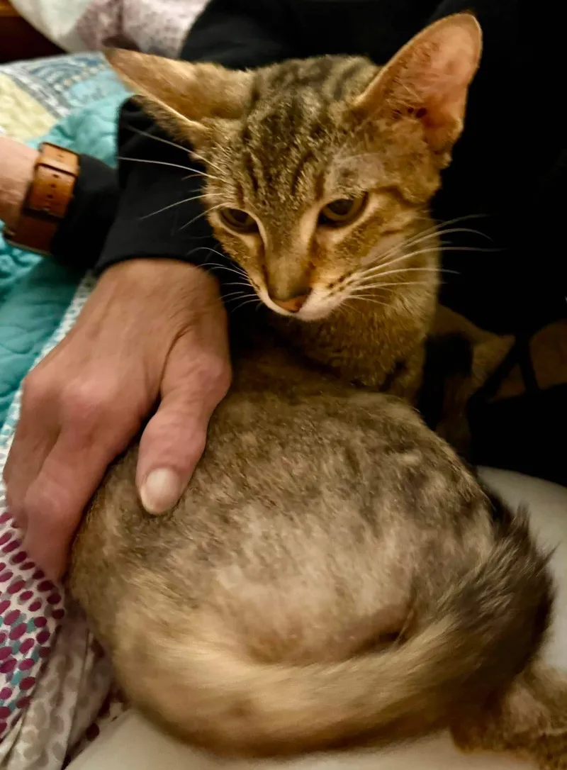 A young small-sized female Tabby (Buff / Tan / Fawn) Domestic Short Hair cat named Luna for adoption in Granite City, IL