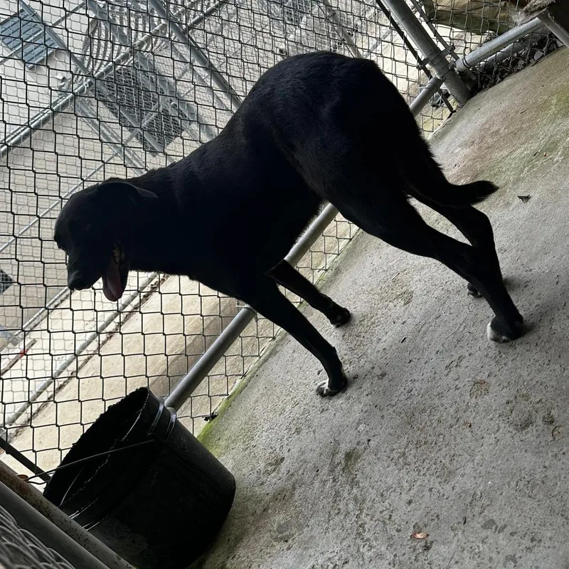 An adult medium-sized male Black Mixed Breed dog named Errol for adoption in Gadsden, AL
