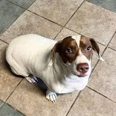 An adult small-sized female White / Cream Mixed Breed dog named Willow for adoption in Chattanooga, TN