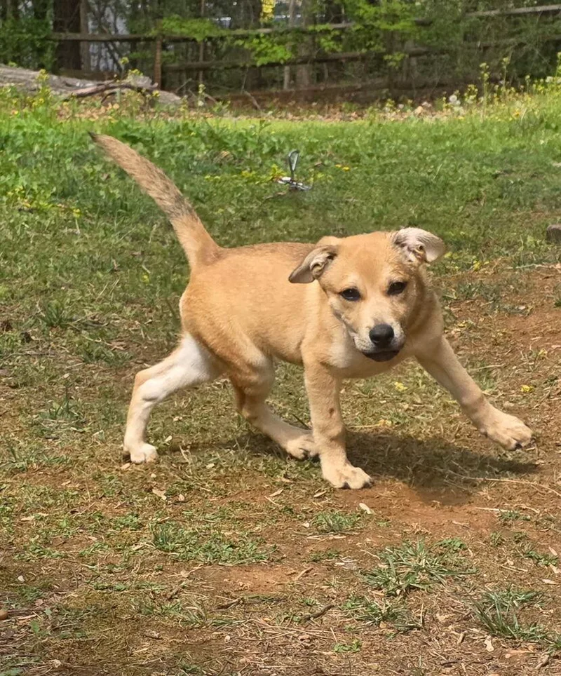 A baby large-sized male Brown / Chocolate German Shepherd Dog dog named Nuzzle for adoption in Mooresville, NC