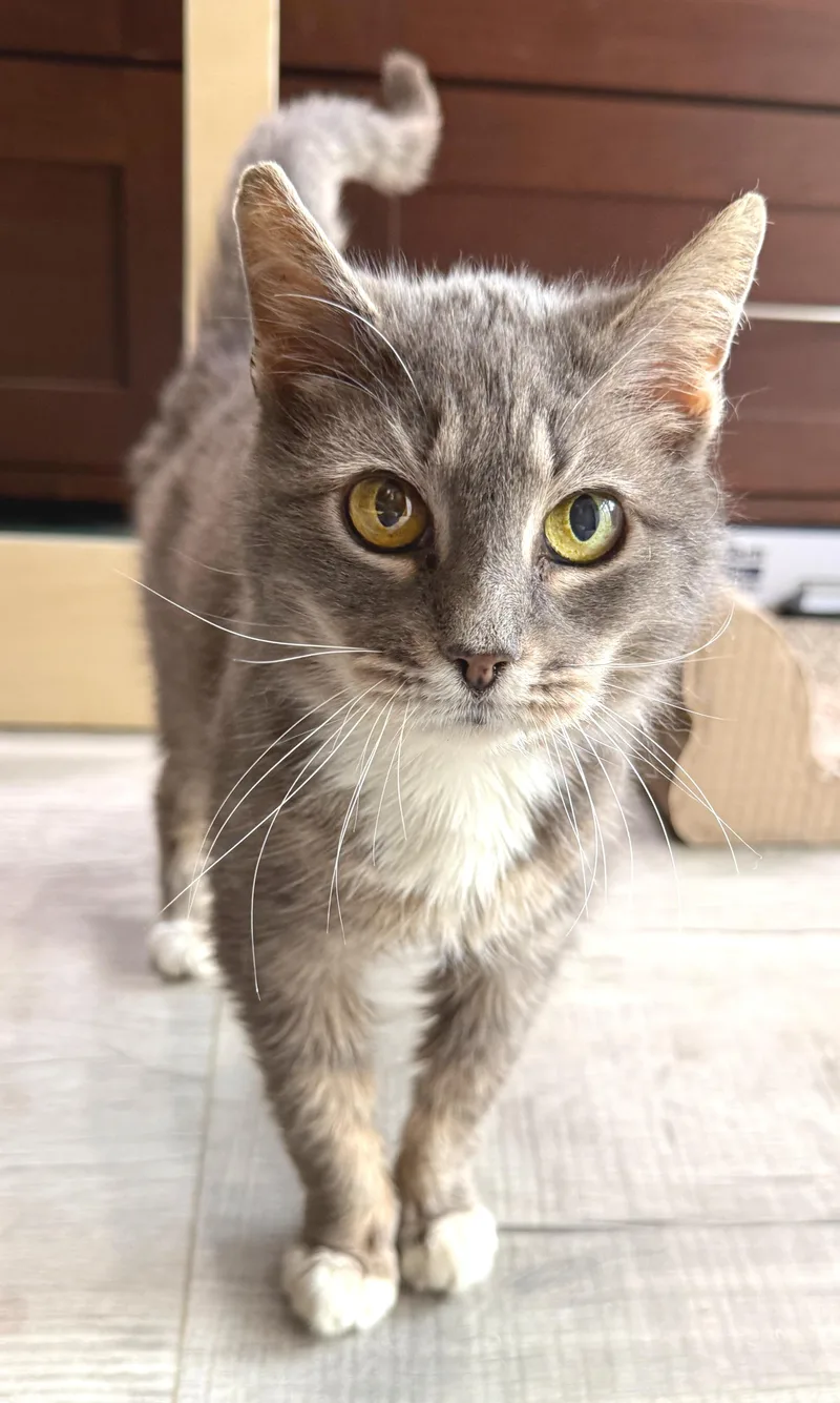 Whiskers thumbnail 2