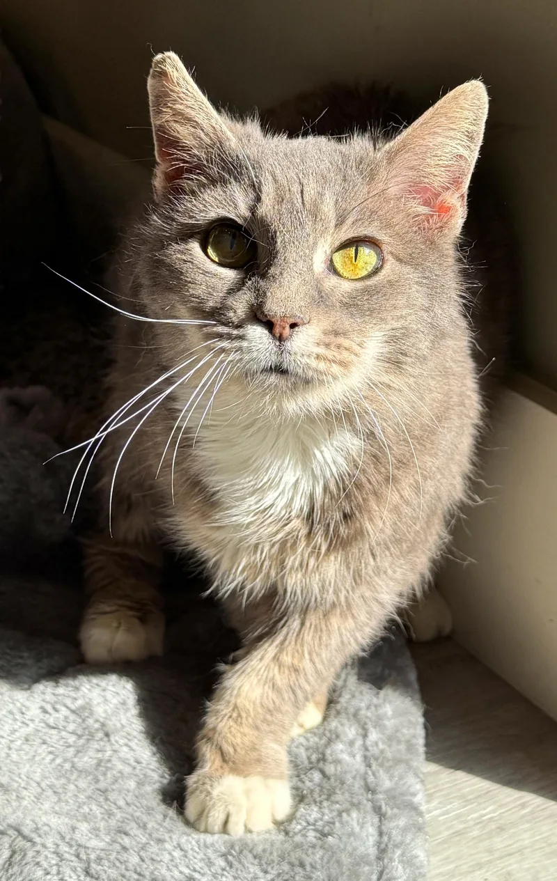 Whiskers thumbnail 3