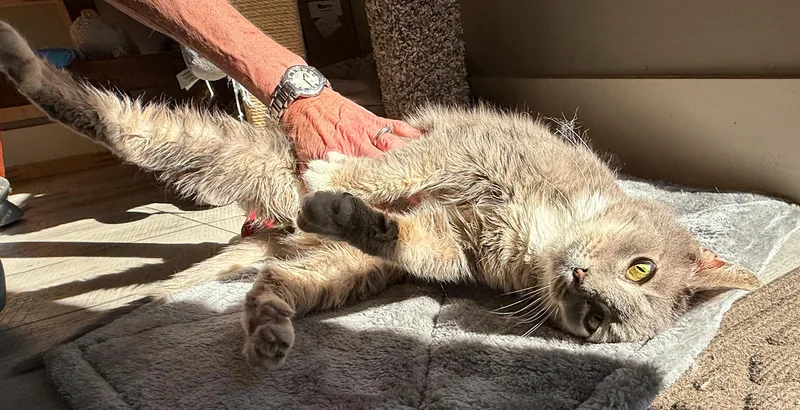 Whiskers thumbnail 4