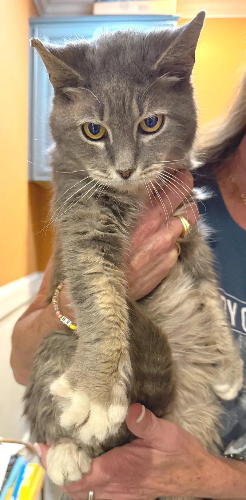 Whiskers thumbnail 5