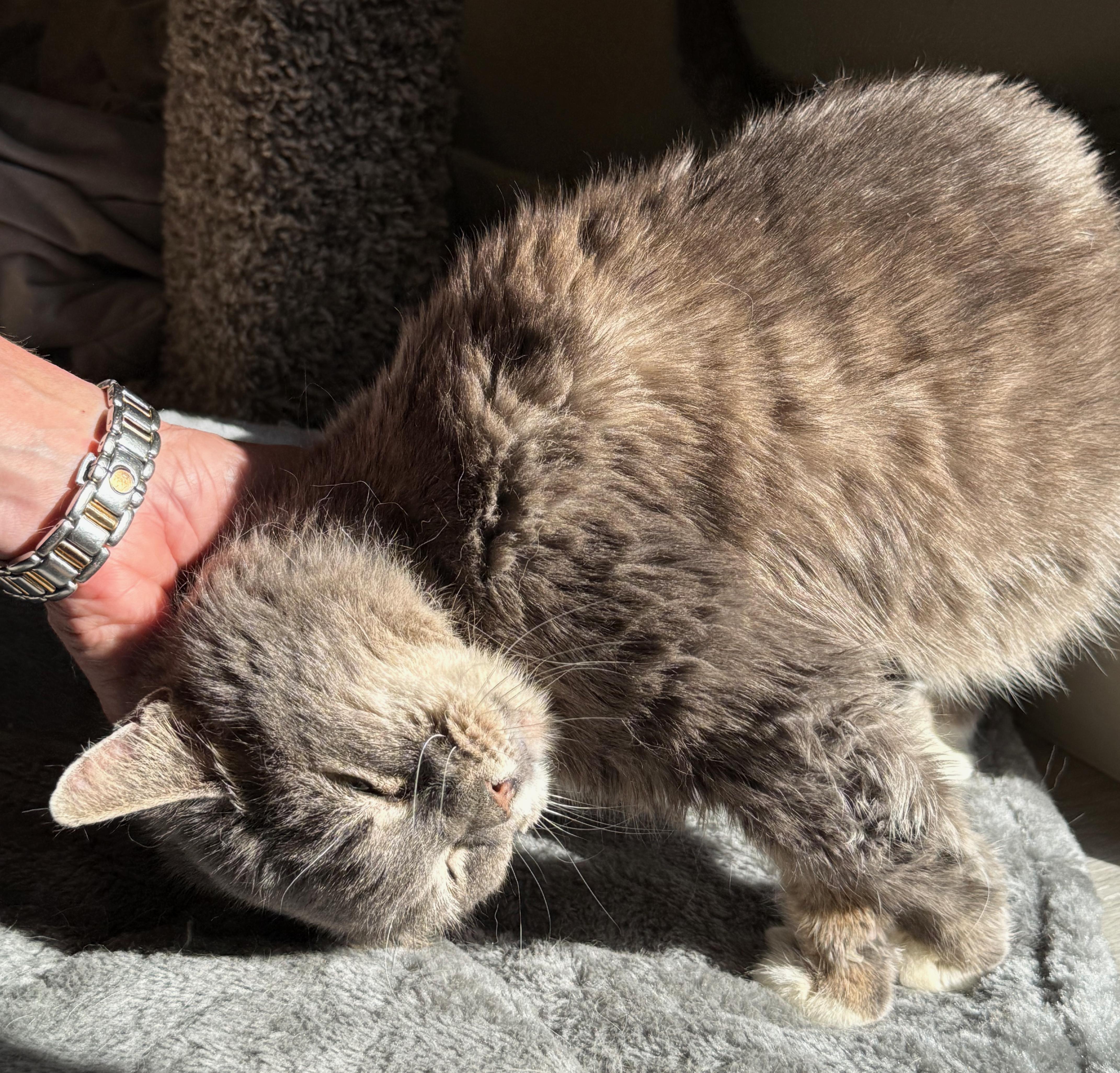 Whiskers thumbnail 6