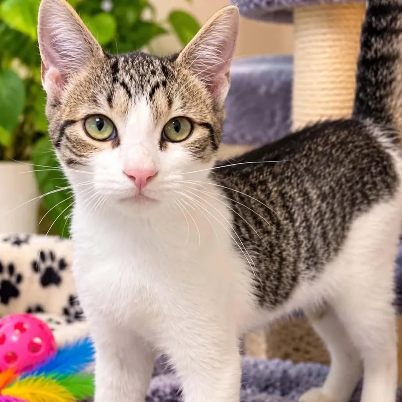 A baby medium-sized male Tabby (Brown / Chocolate) Domestic Short Hair cat named Mr. Stubbs for adoption in Antioch, CA