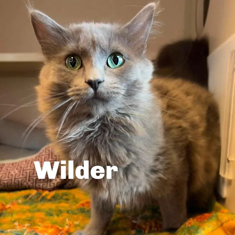 Wilder