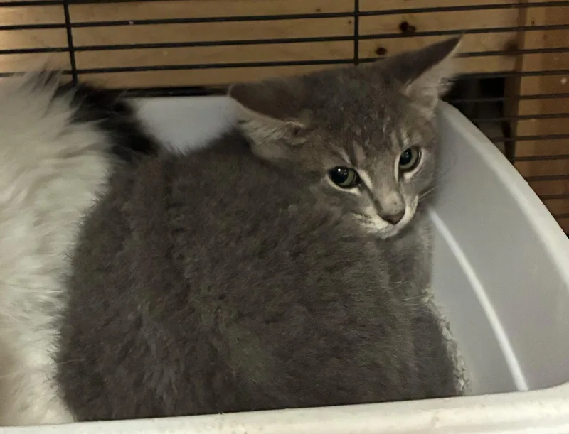 A baby medium-sized female Gray / Blue / Silver Domestic Short Hair cat named Sorbet for adoption in Dublin, OH