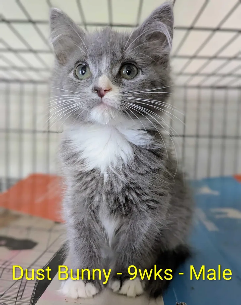 A baby small-sized male Domestic Medium Hair cat named Dust Bunny for adoption in Seven Valleys, PA