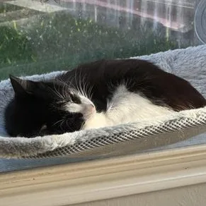 A baby small-sized female Black & White / Tuxedo Domestic Short Hair cat named Cindy Pawford for adoption in Liverpool, TX