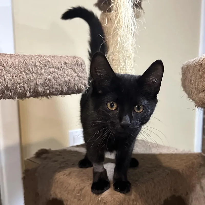 A baby small-sized female Domestic Short Hair cat named Raquel for adoption in Tallahassee, FL