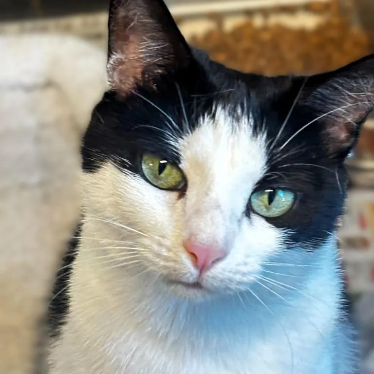 A young medium-sized female Black & White / Tuxedo Domestic Short Hair cat named Ashley for adoption in Montclair, NJ