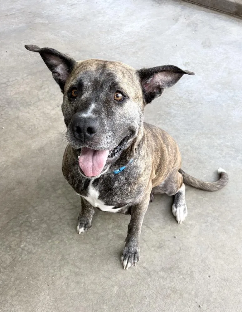 An adult large-sized female Mastiff dog named Mystery for adoption in Rochester, IN