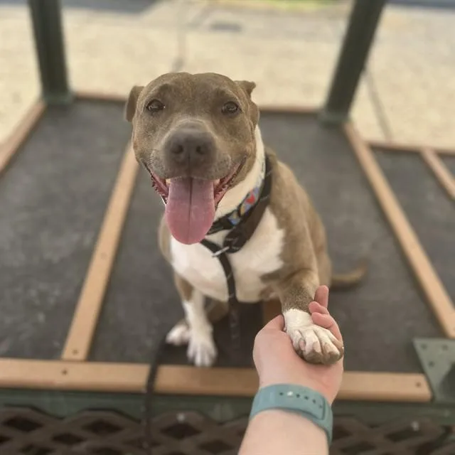 An adult medium-sized female Pit Bull Terrier dog named Marina for adoption in Lincolnton, NC