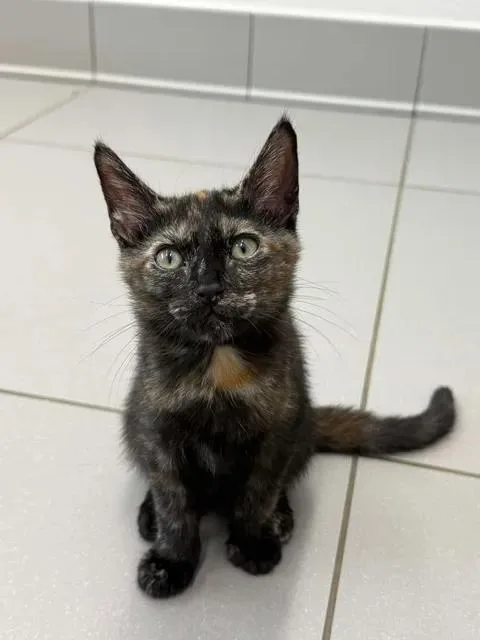 A baby small-sized female Tortoiseshell Domestic Short Hair cat named Merry for adoption in Greenville, TX