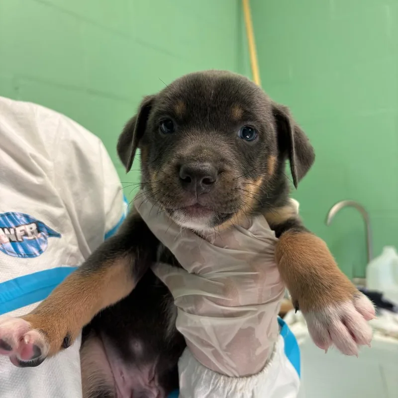 A baby medium-sized male Gray / Blue / Silver Mixed Breed dog named Sandstone for adoption in LOXAHATCHEE, FL