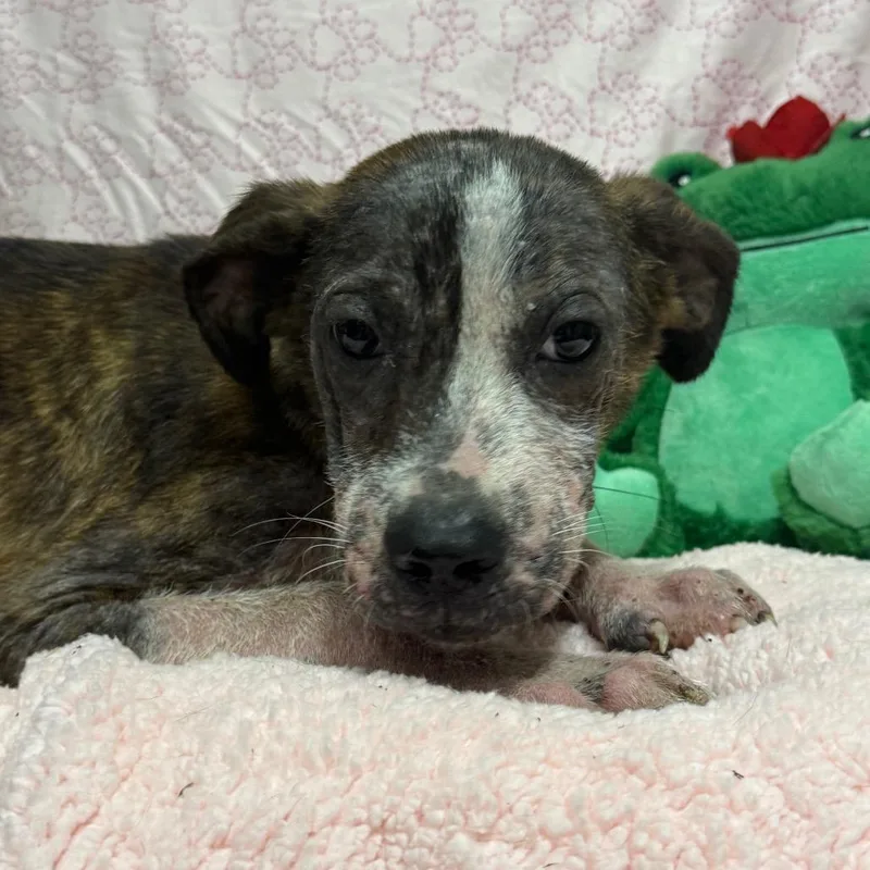 A young small-sized male Brindle Mixed Breed dog named Dobson for adoption in Monroeville, AL