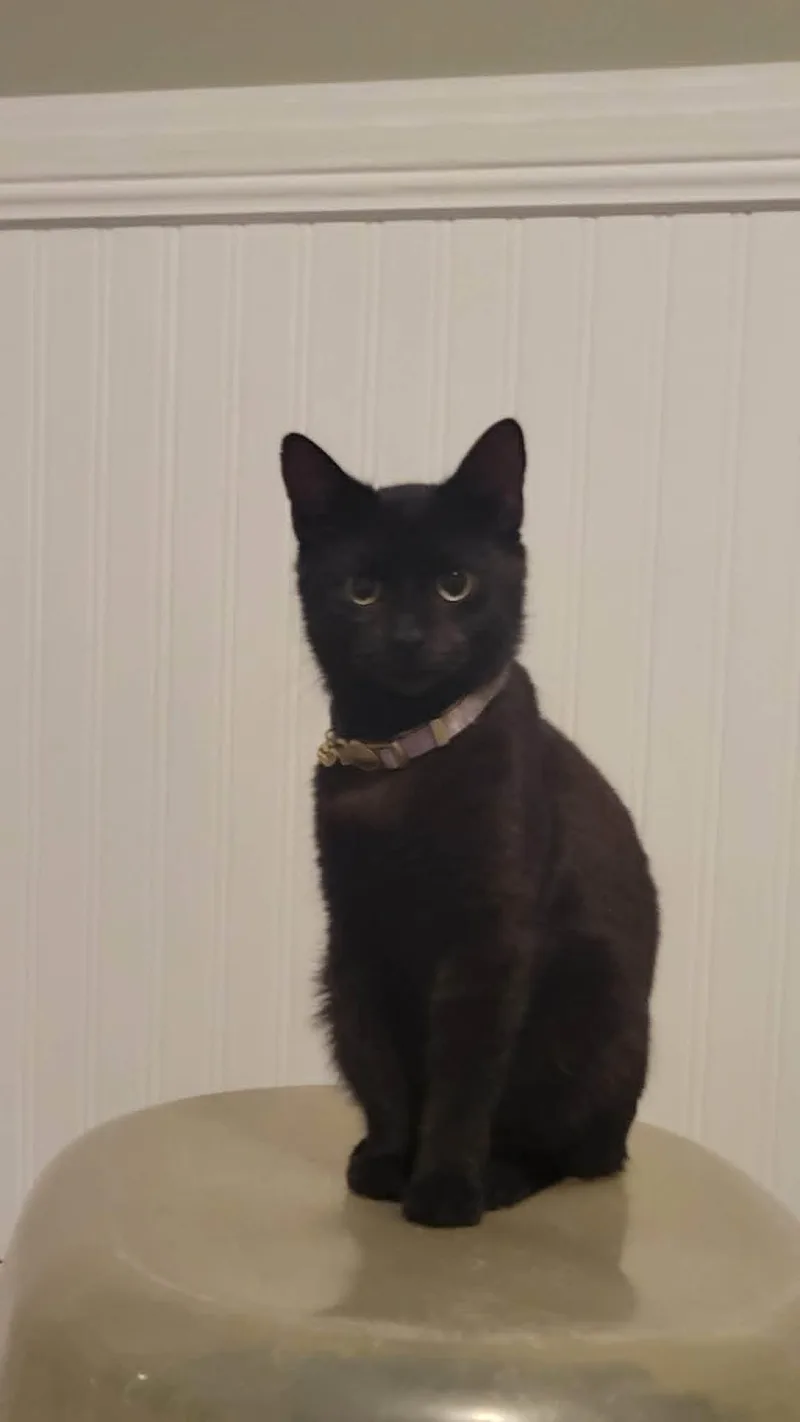 A young medium-sized female Black Domestic Short Hair cat named Rosie for adoption in Charleston, SC