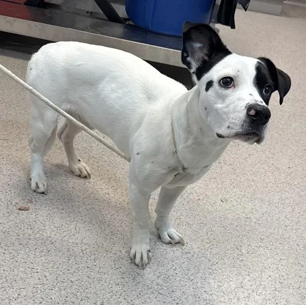 An adult medium-sized male Mixed Breed dog named Billy Ray for adoption in New York, NY
