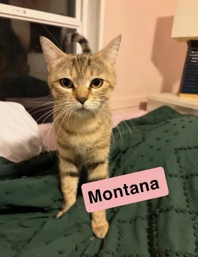 An adult medium-sized female Tabby (Buff / Tan / Fawn) Domestic Short Hair cat named Montana for adoption in Mokena, IL