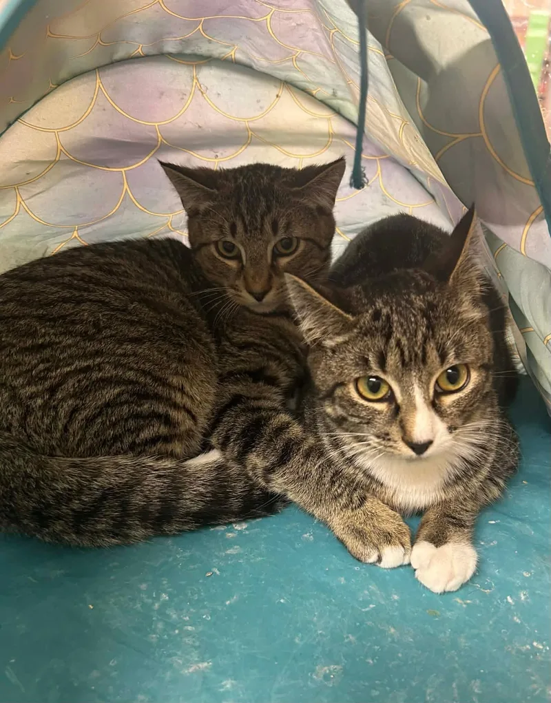 A baby small-sized female Tabby (Brown / Chocolate) Domestic Short Hair cat named Tanvi for adoption in Gladstone, OR