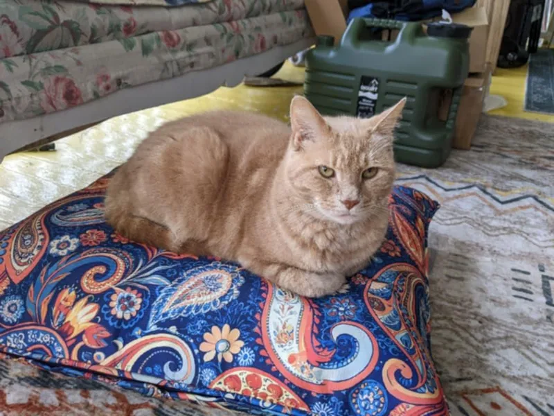 An adult medium-sized female Buff / Tan / Fawn Domestic Short Hair cat named Peaches for adoption in Spencer, NY