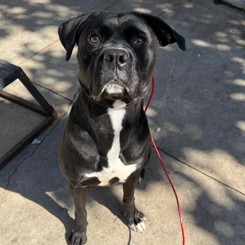 An adult large-sized female Black Boxer dog named Molly for adoption in Huntington Beach, CA