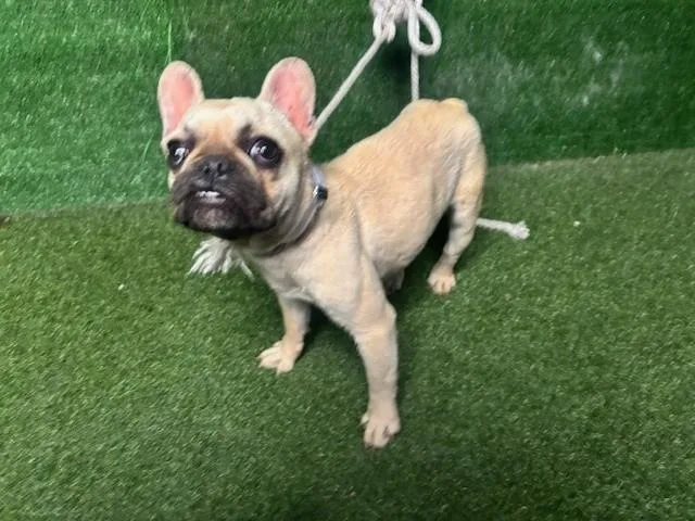 An adult small-sized female French Bulldog dog named Bonnie for adoption in Lancaster, CA