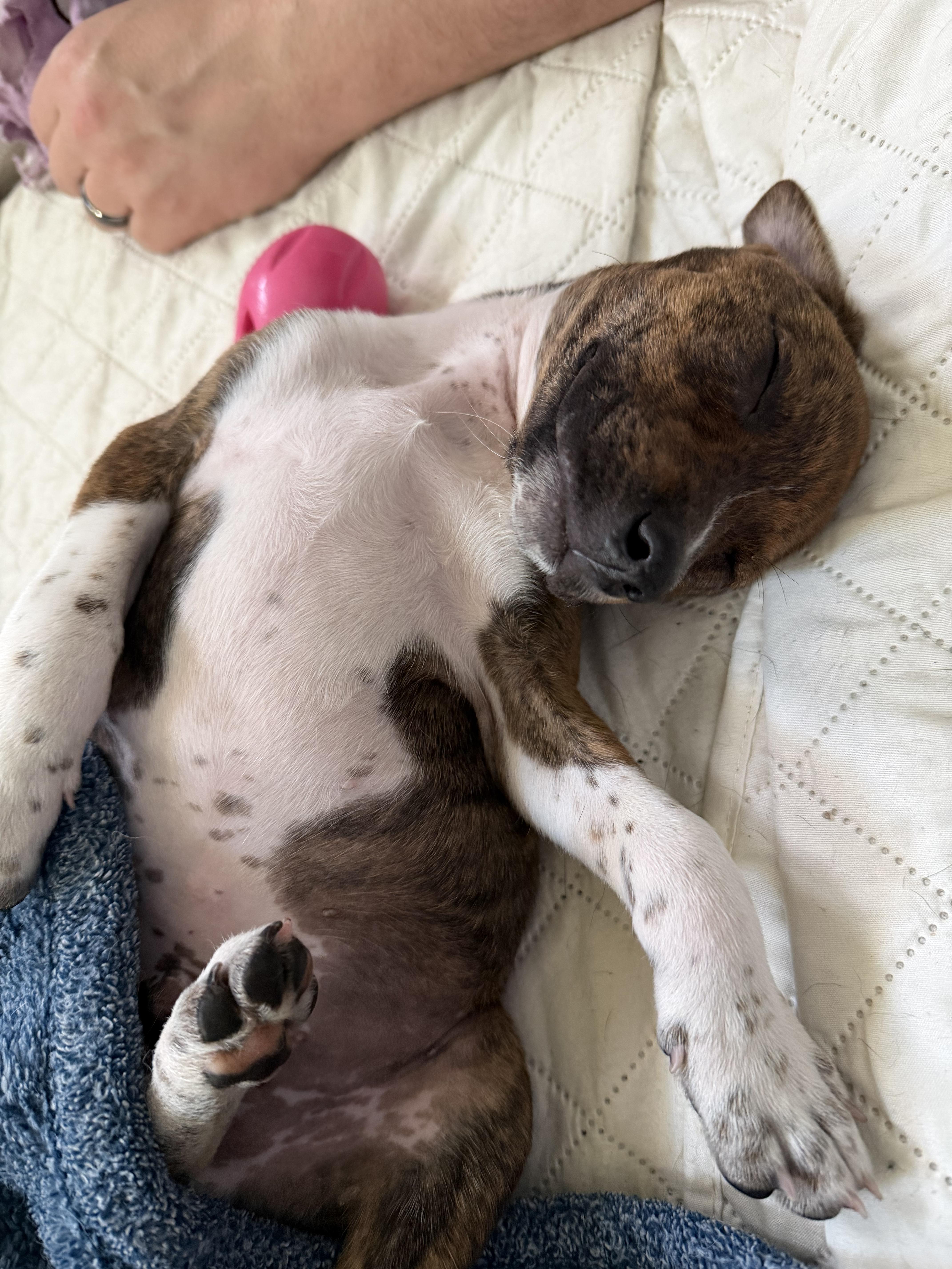 A baby medium-sized male Brindle Mixed Breed dog named Cooper James for adoption in Kenosha, WI