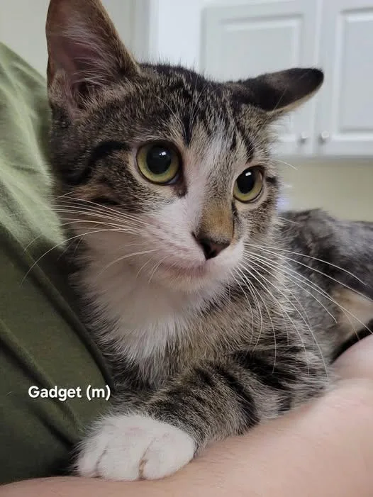 A baby medium-sized male Tabby (Brown / Chocolate) Domestic Short Hair cat named Gadget for adoption in Mazon, IL