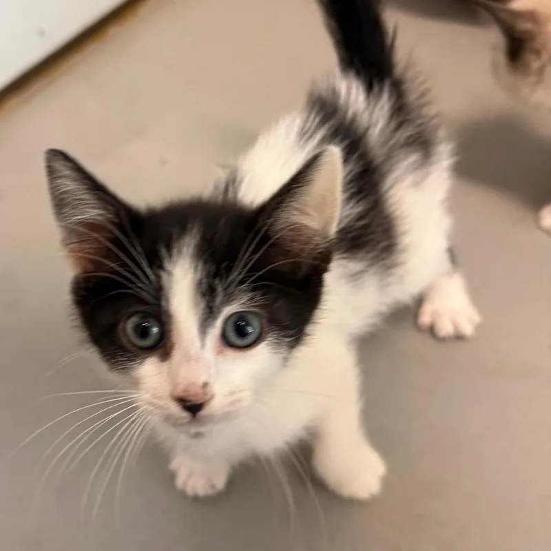 A baby small-sized male Black Domestic Medium Hair cat named Phil for adoption in Fort Bragg, CA